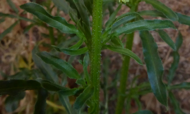 Reseda lutea - Resedaceae
